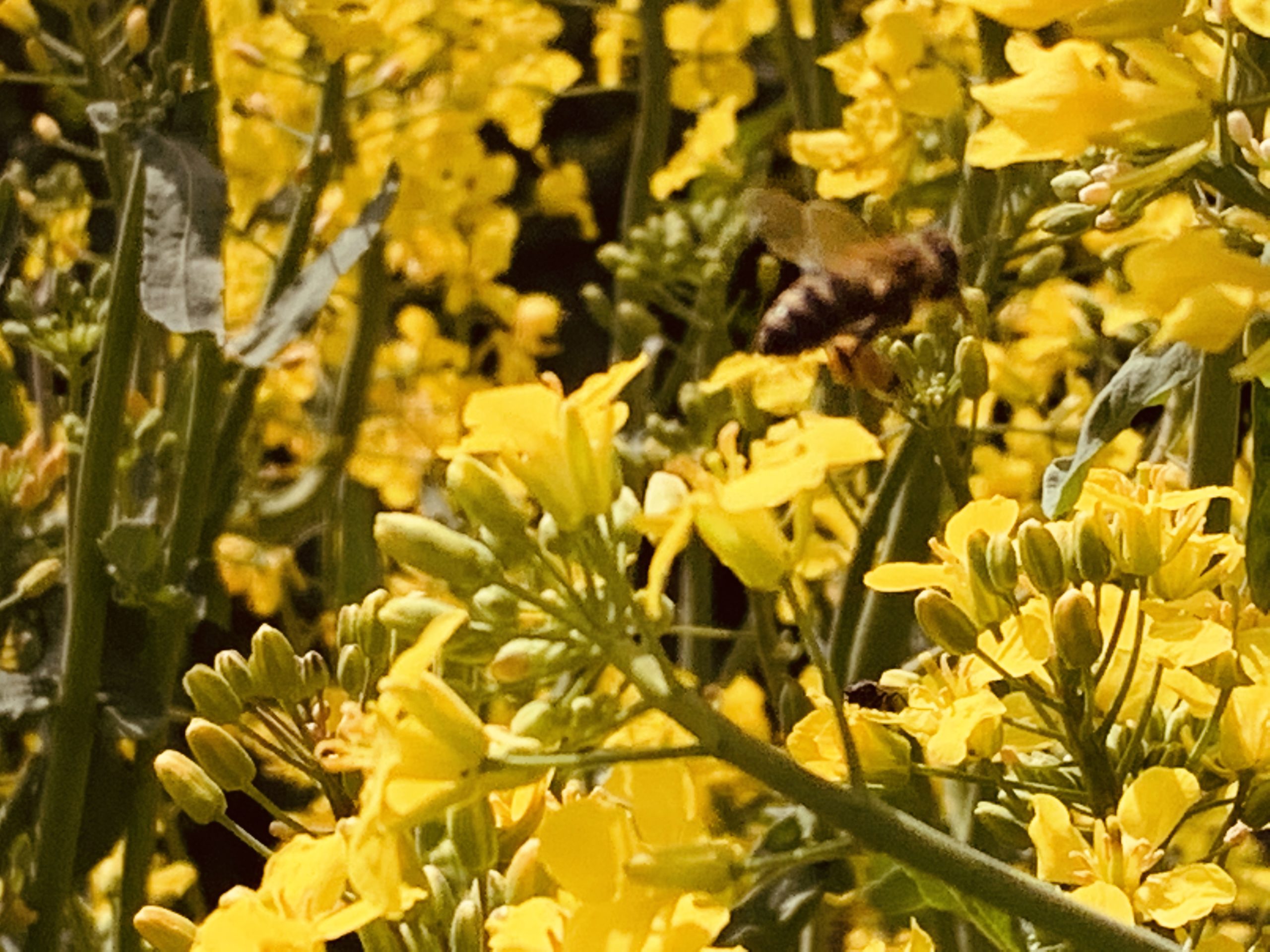 ApiBioFarma 0,5l - obrazek 3