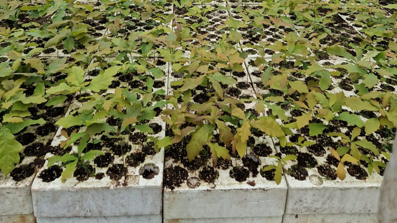 BioSach C 1kg - obrazek 5