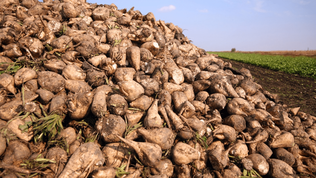 BioSach C 1kg - obrazek 6