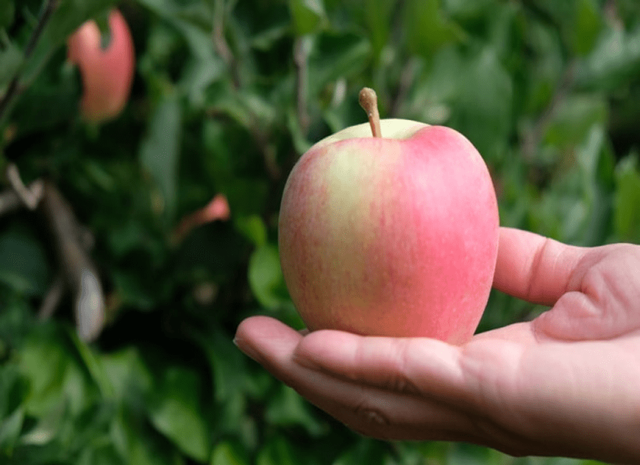 BioSach C 1kg - obrazek 3