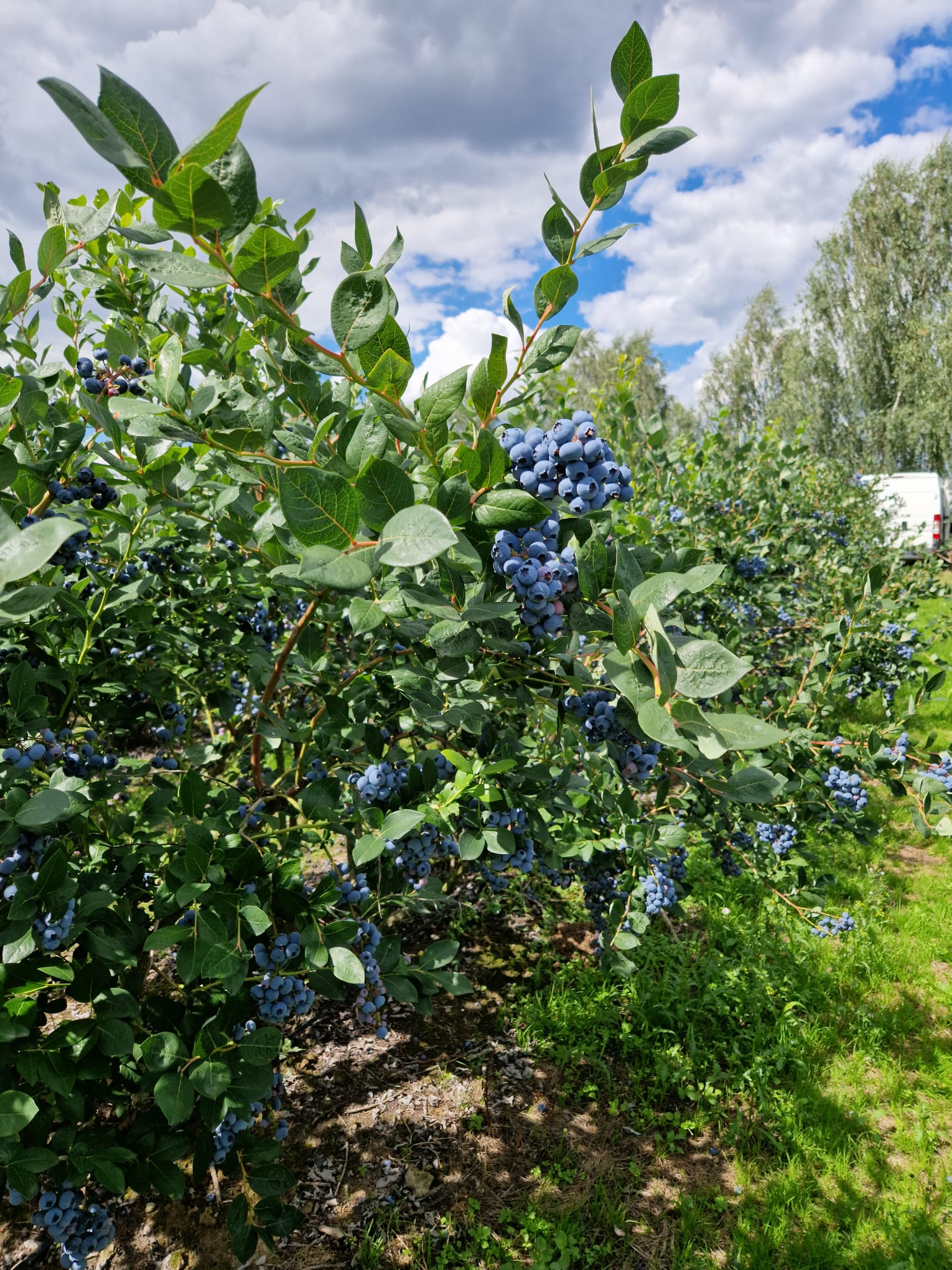 BioSach C 1kg - obrazek 4