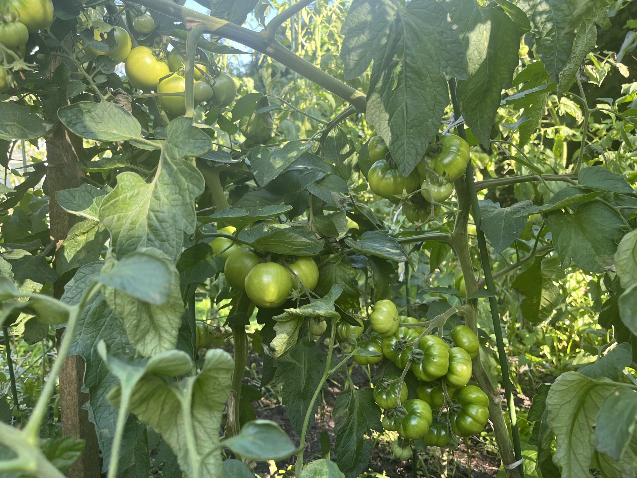 QUADRIFOLIA 1 litr - obrazek 5