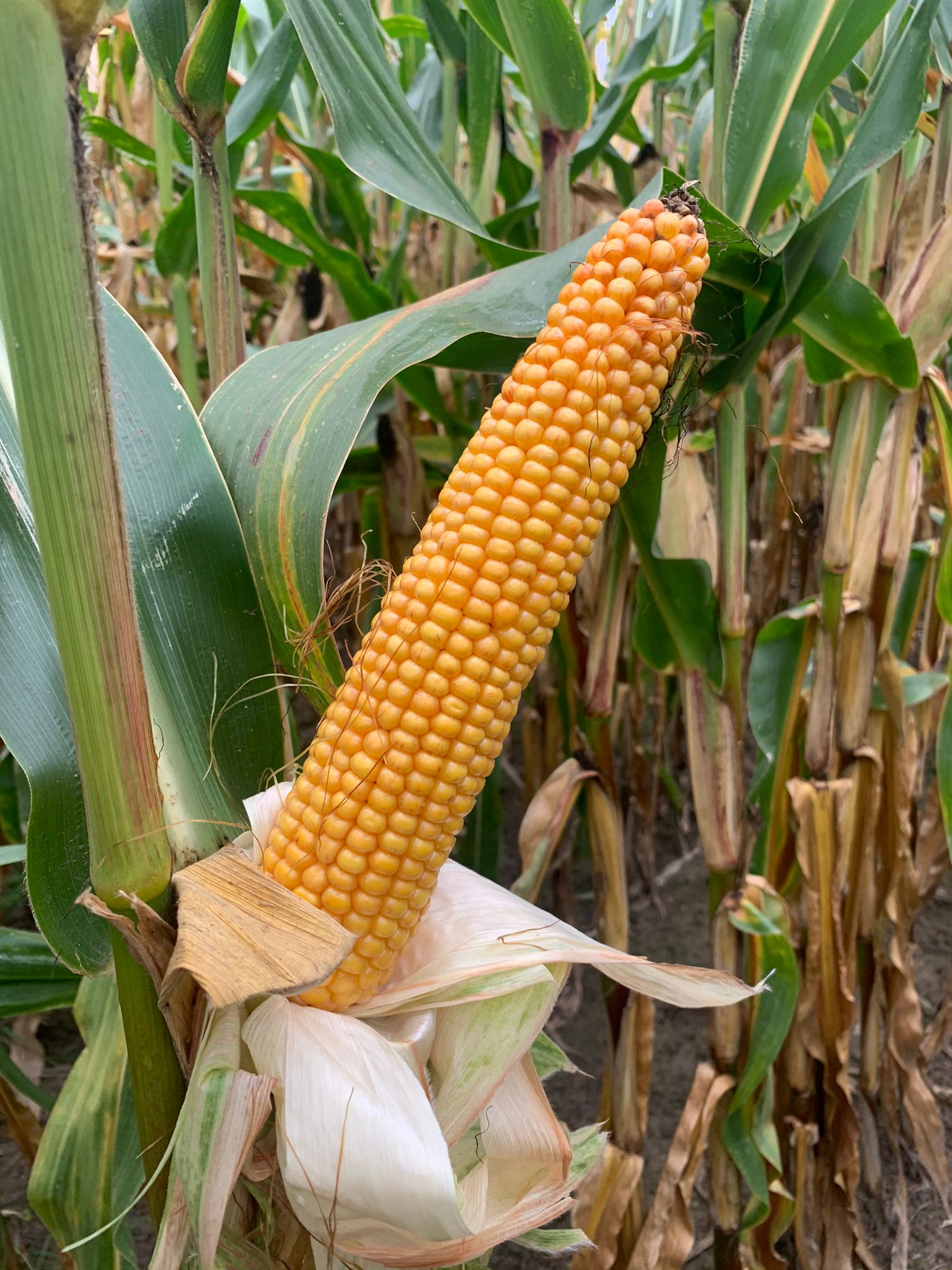 GRA-NEM Nawóz organiczny 5 kg ( Gran Met ) - obrazek 3