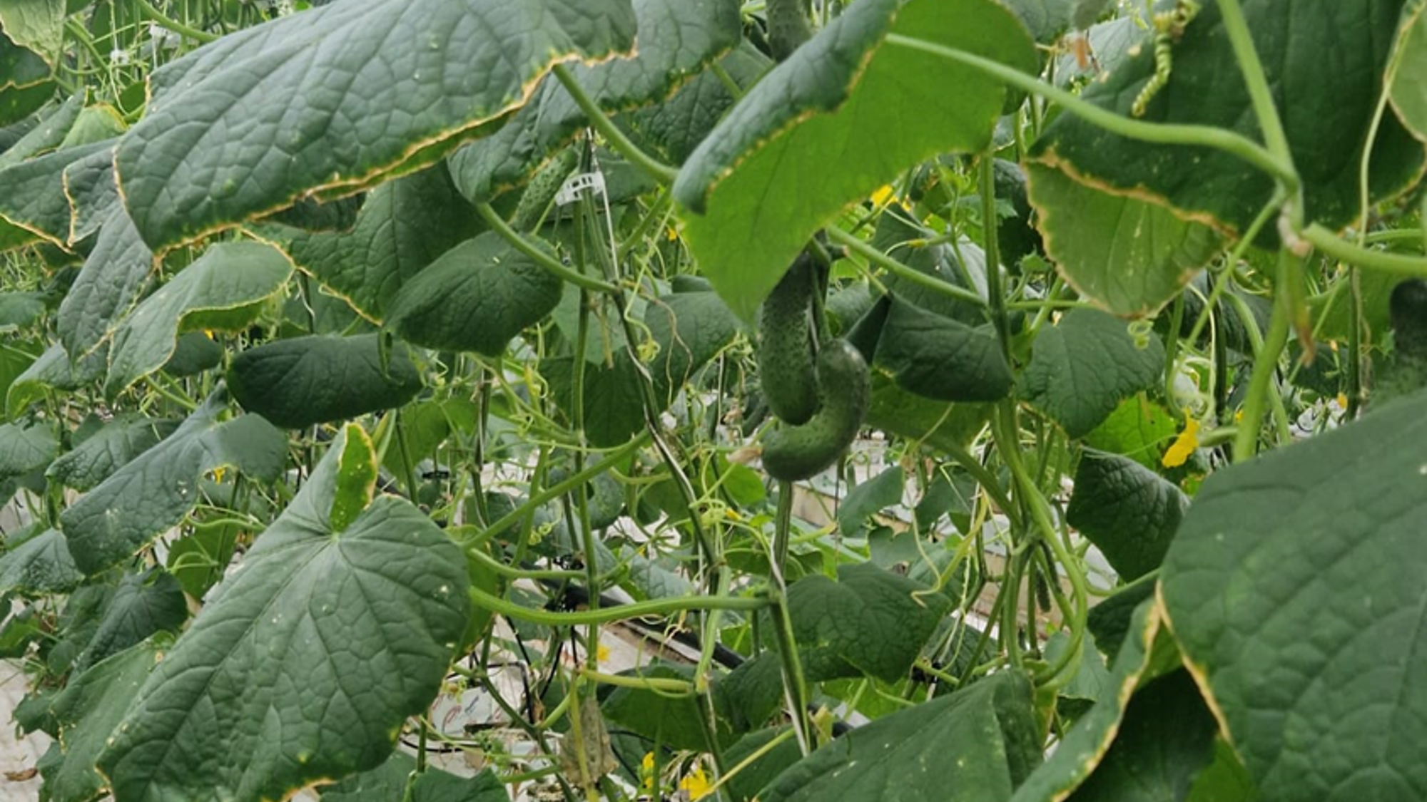 QUADRIFOLIA 1 litr - obrazek 2