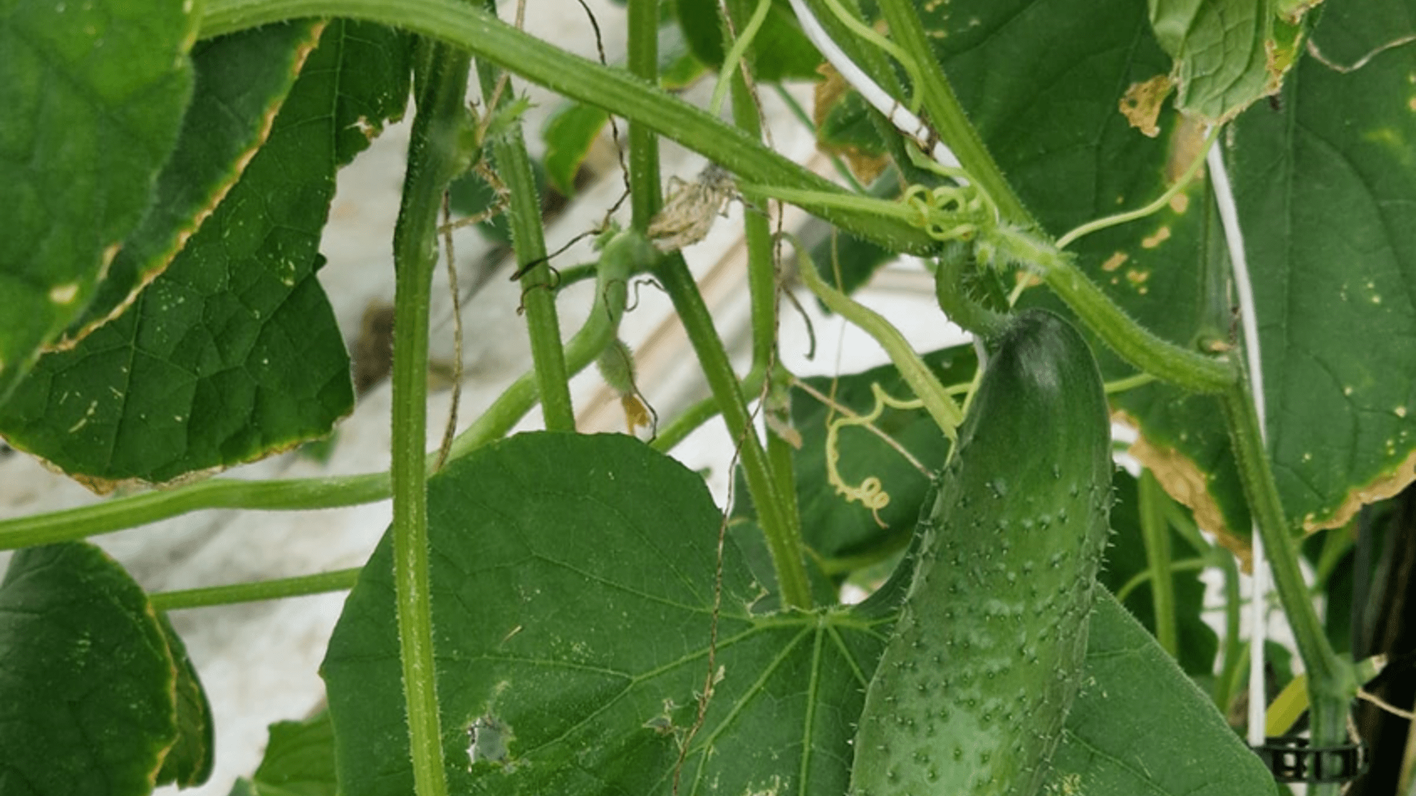 QUADRIFOLIA 1 litr - obrazek 4