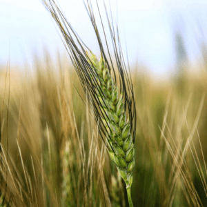 Nasiona pszenicy ozimej typ DURUM odmiana SAMBADUR